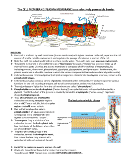 The CELL MEMBRANE (PLASMA MEMBRANE) as a selectively