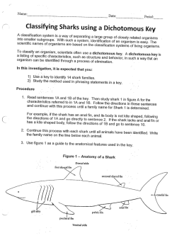 /“ Classifying Sharks using a Dichotomous Key