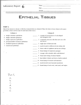 Epithelial tissue lab