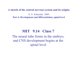 neural tube - MIT OpenCourseWare