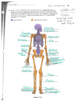 Page 1 Chapter 5 The Skeletal System 93 30. Figure 5–13 is a