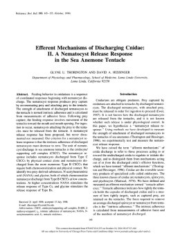 Efferent Mechanisms of Discharging Cnidae: II. A Nematocyst