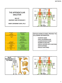 THE APPENDICULAR SKELETON
