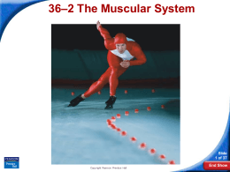 36–2 The Muscular System