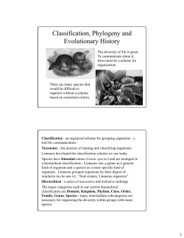 Classification, Phylogeny and Evolutionary History