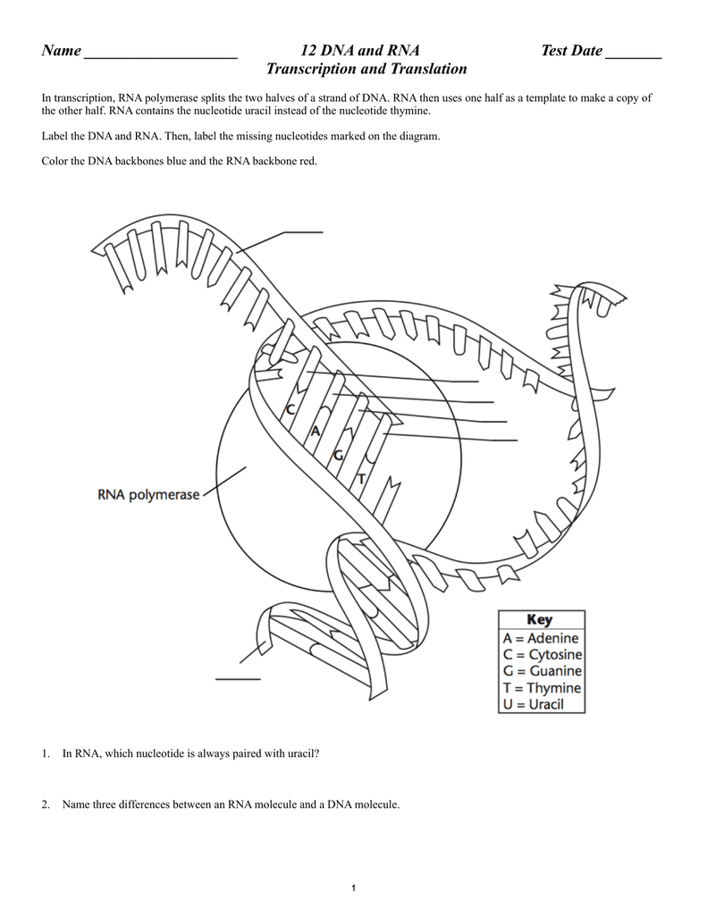 Transcription And Translation Worksheet Answers Gene Expression