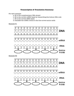 transcription translation practice worksheet