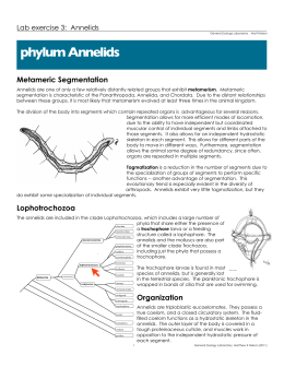 phylum Annelids
