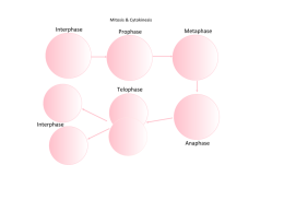 Interphase Prophase Metaphase Anaphase Telophase Interphase