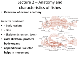 Lecture 2 – Anatomy and characteristics of fishes