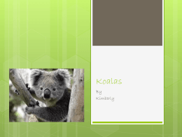 Koalas