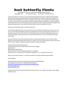 Best Butterfly Plants