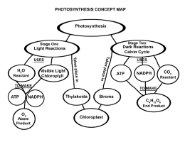photosynthesis concept map