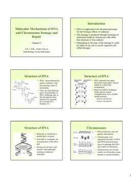 Molecular Mechanisms of DNA and Chromosome Damage and