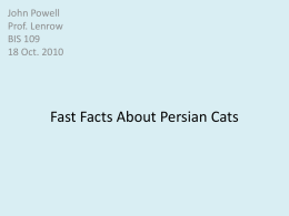 Facts About Persian Cats