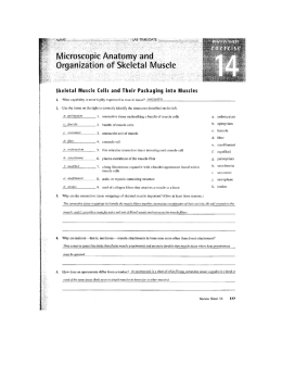 Page 1 Microsco tomy and Organization of Skeletal Muscle Skeletal