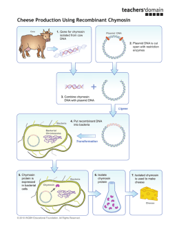 Cheese Production Using Recombinant Chymosin