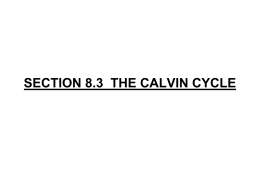 of the Calvin Cycle.