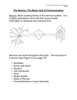 The Neuron: The Basic Unit of Communication Neuron: Basic