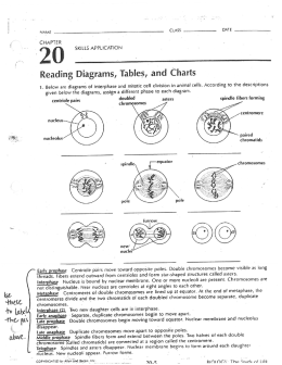 Mitosis Worksheet - MHS Study Strategies