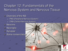Chapter 12 - Neural Tissue