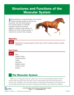 Structures and Functions of the Muscular System