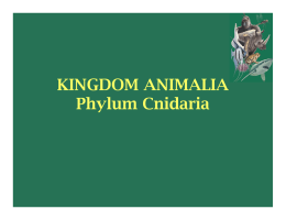 KINGDOM ANIMALIA Phylum Cnidaria