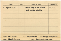 Phylum Mollusca Genus Chaeiopleura Class Amphineura Order