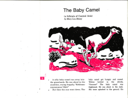 The Baby Camel