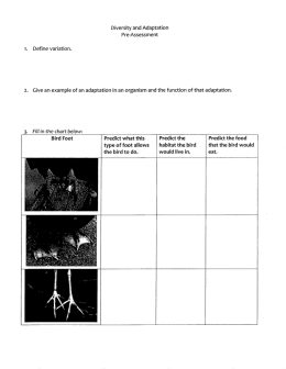 Diversity and Adaptations of Bird Beaks