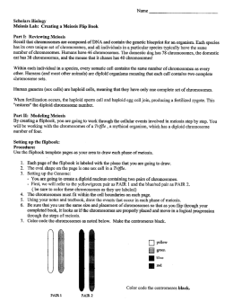 Meiosis Flip Book