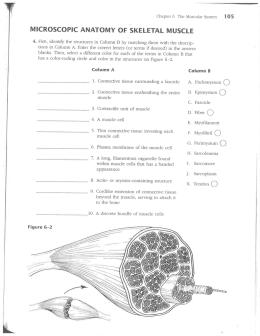 microscopic anatomy of skeletal muscle - IB