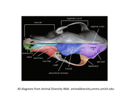All diagrams from Animal Diversity Web animaldiversity.ummz.umich
