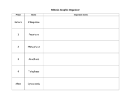 Mitosis Graphic Organizer Before Interphase 1 Prophase 2