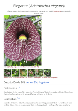 Elegante (Aristolochia elegans)