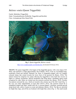 Queen Triggerfish - UWI St. Augustine