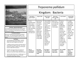 Treponema pallidum Kingdom: Bacteria