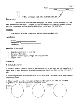 Hydra, Vinegar Eel, and Planarian Lab
