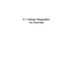 cellular respiration.