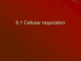 Cellular Respiration PPT