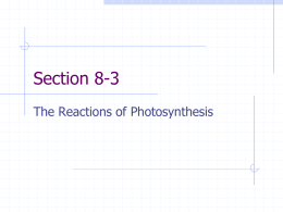 Section 8-3 - Reactions of Photosynthesis Notes
