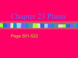 Chapter 23 Plants