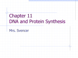 Chapter 11 DNA and Protein Synthesis