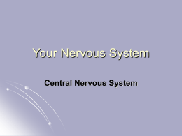 Central Nervous System CNS