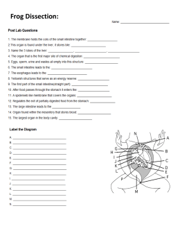 Frog Dissection Post