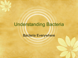 Understanding Bacteria