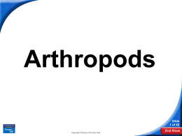 28–2 Groups of Arthropods