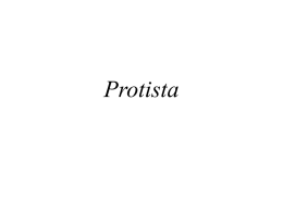 Protista