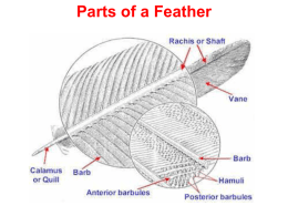 3. Ornithology - Parts and Types of Feathers