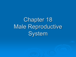 Male Reproductive System Middle1